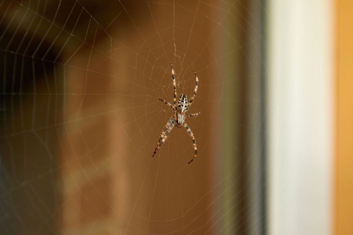 pexels-michal-pech-213601-757318 (1) les araignées protègent vraiment votre maison des nuisibles