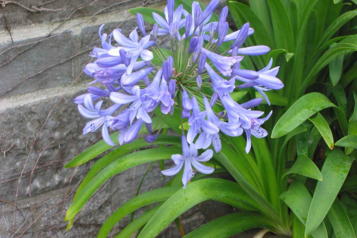 pexels-michal-pech-213601-757318 (1) agapanthes