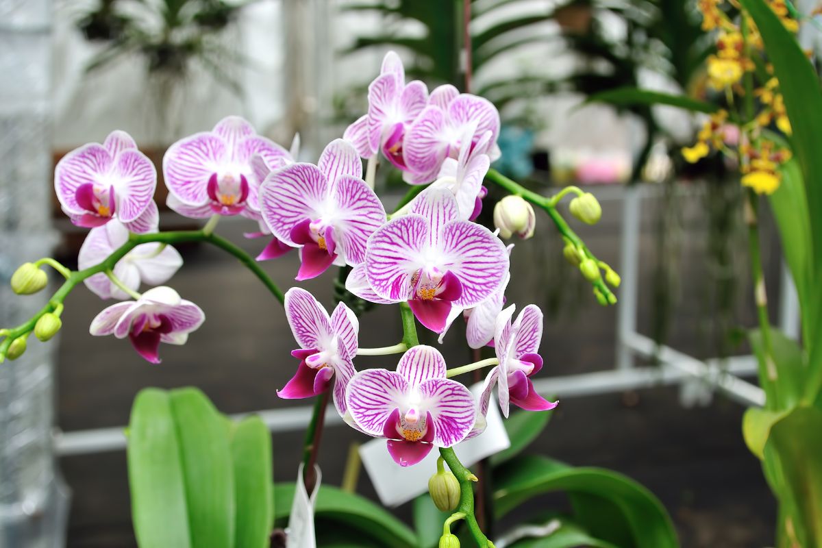 pexels-michal-pech-213601-757318 (1) l’erreur qui empêche votre orchidée de fleurir à coup sûr