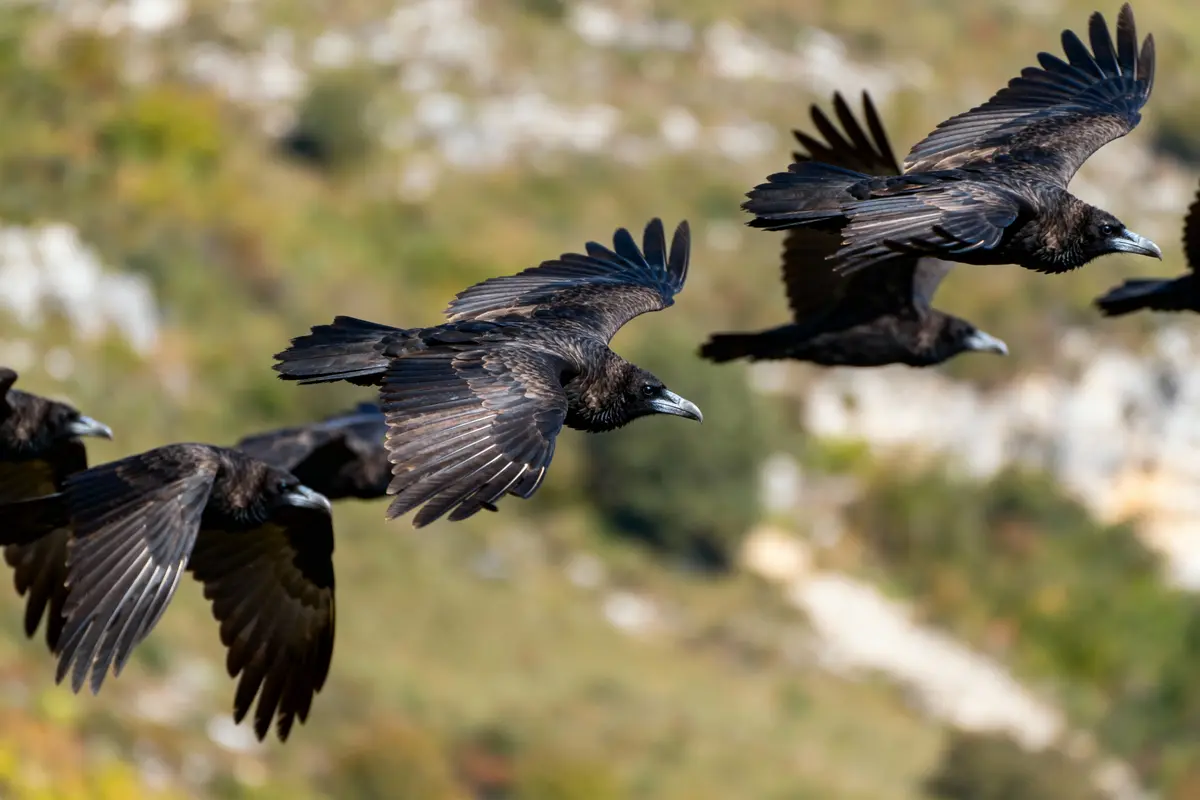 pexels-michal-pech-213601-757318 (1) Un groupe de corbeaux noirs volant ensemble, ailes déployées, sur fond de paysage flou ensoleillé.