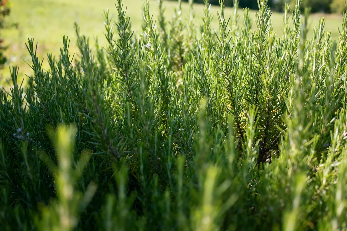 pexels-michal-pech-213601-757318 (1) Champ d'herbe verte luxuriante sous le soleil, mettant en valeur des plantes hautes et denses en pleine croissance.