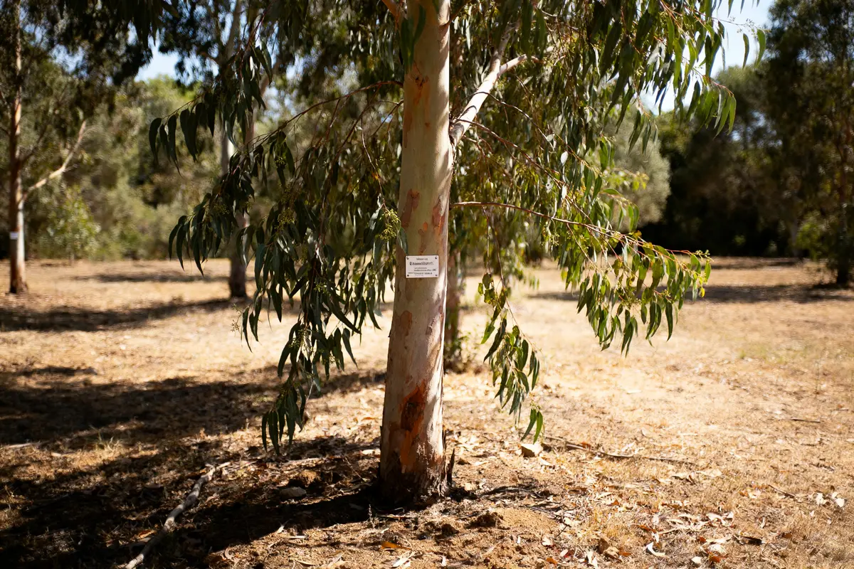 pexels-michal-pech-213601-757318 (1) Eucalyptus avec tronc clair et étiquette, entouré d'autres arbres et sol aride en arrière-plan.