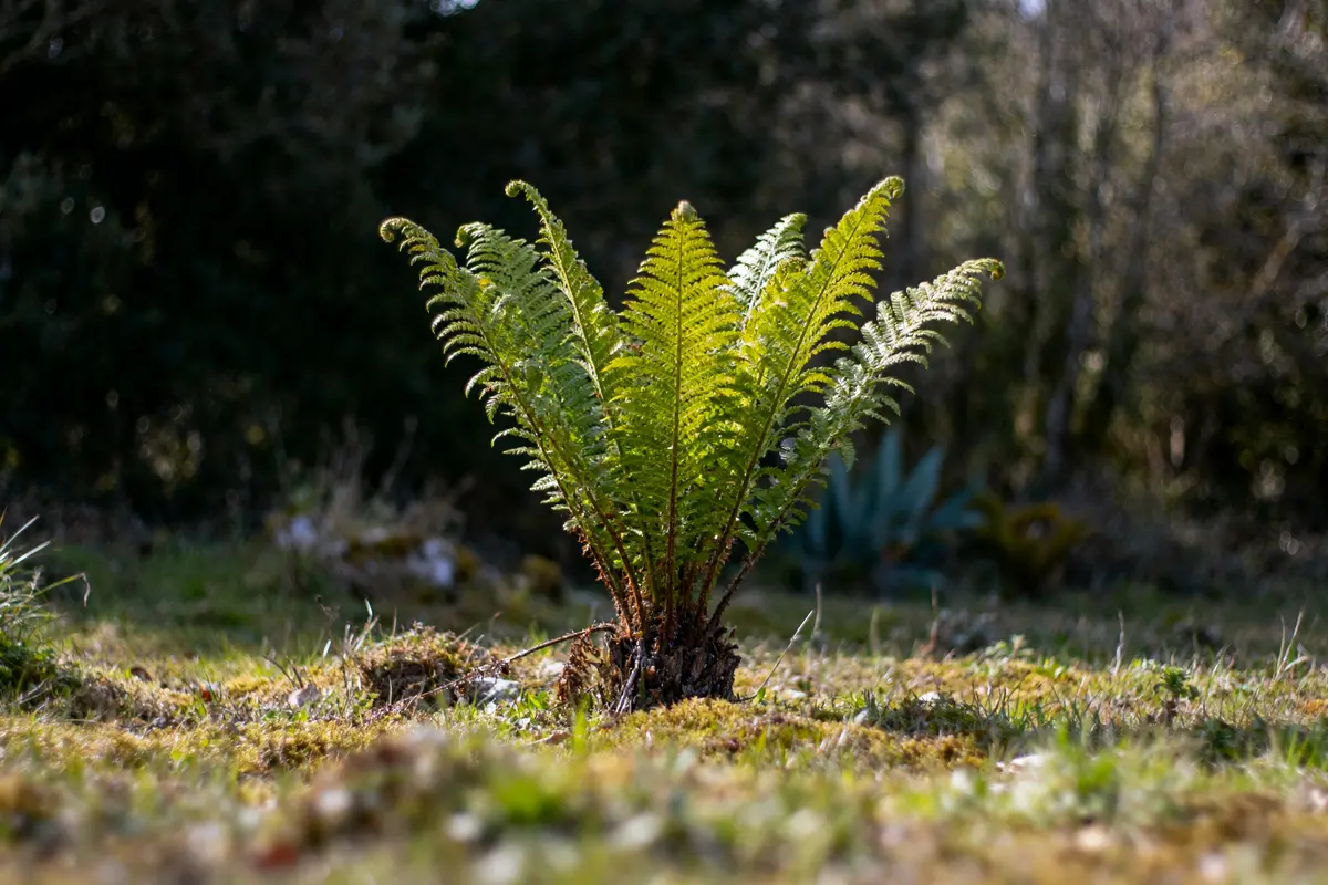 pexels-michal-pech-213601-757318 (1) Fougère verte isolée au sol dans une clairière ensoleillée, avec arrière-plan flou de forêt ombragée.