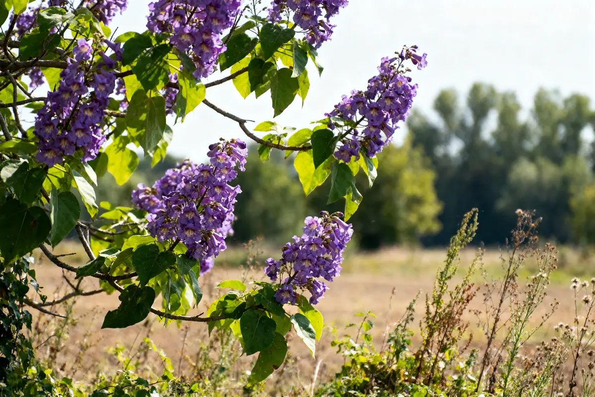pexels-michal-pech-213601-757318 (1) Branches avec fleurs violettes et feuilles vertes, en arrière-plan champ bucolique et arbres flous.