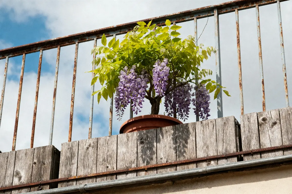 pexels-michal-pech-213601-757318 (1) Pot de glycine en fleurs violettes sur balcon avec balustrade métallique, ciel légèrement nuageux.
