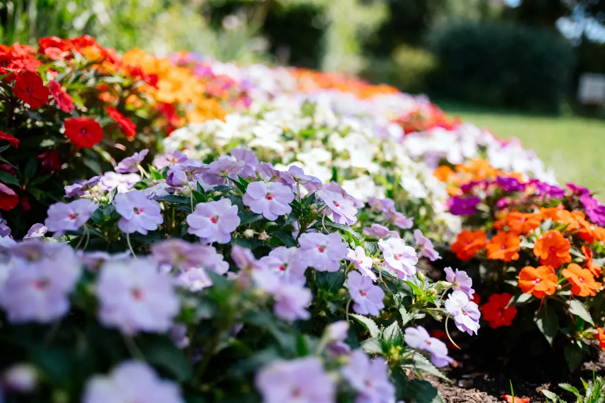 Massif de fleurs multicolores dans un jardin, comprenant des pétunias rouges, oranges, violets et blancs en pleine floraison.