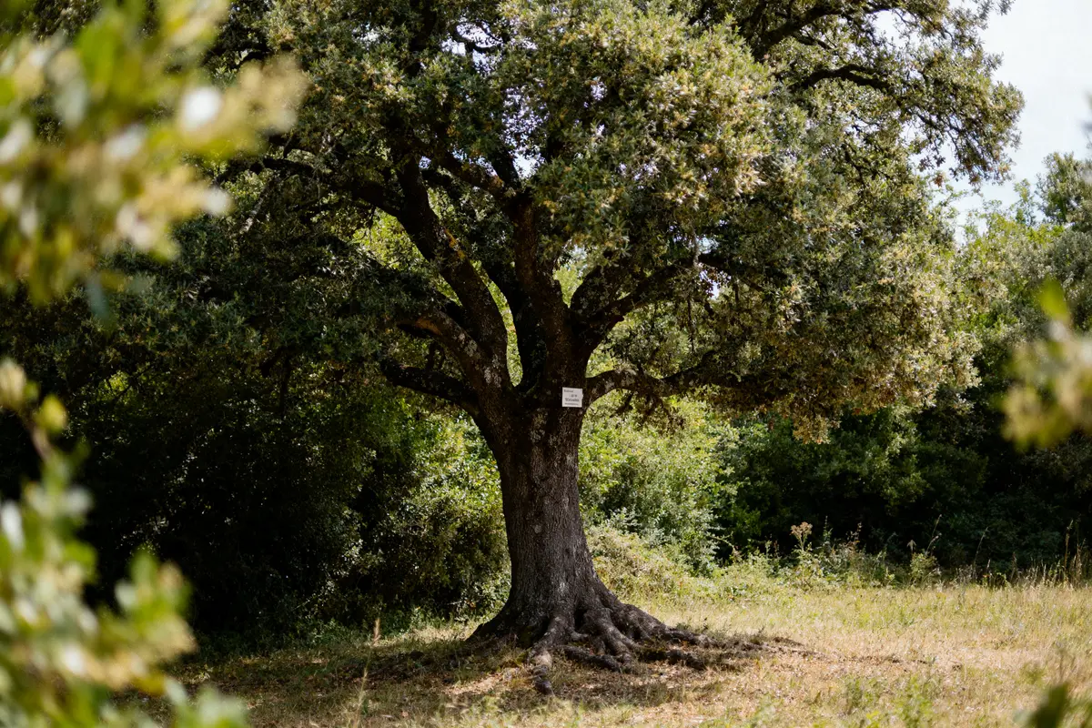 pexels-michal-pech-213601-757318 (1) Grand chêne dans une clairière verdoyante, portant une petite pancarte sur le tronc, entouré de végétation dense.