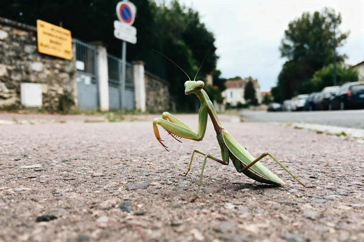 pexels-michal-pech-213601-757318 (1) Mante religieuse verte sur bitume, en ville, devant un panneau et des voitures.