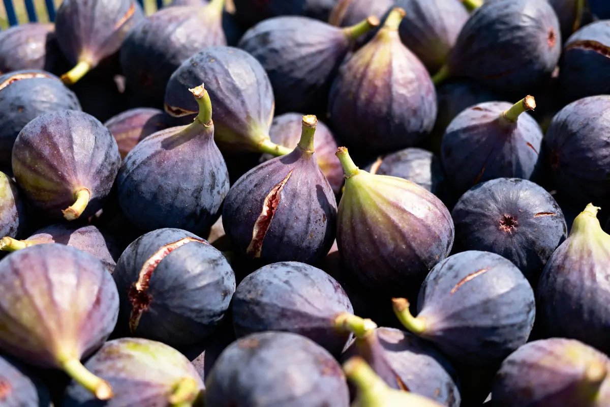pexels-michal-pech-213601-757318 (1) Figues fraîches violettes empilées, avec des tiges vertes, sous la lumière du soleil.