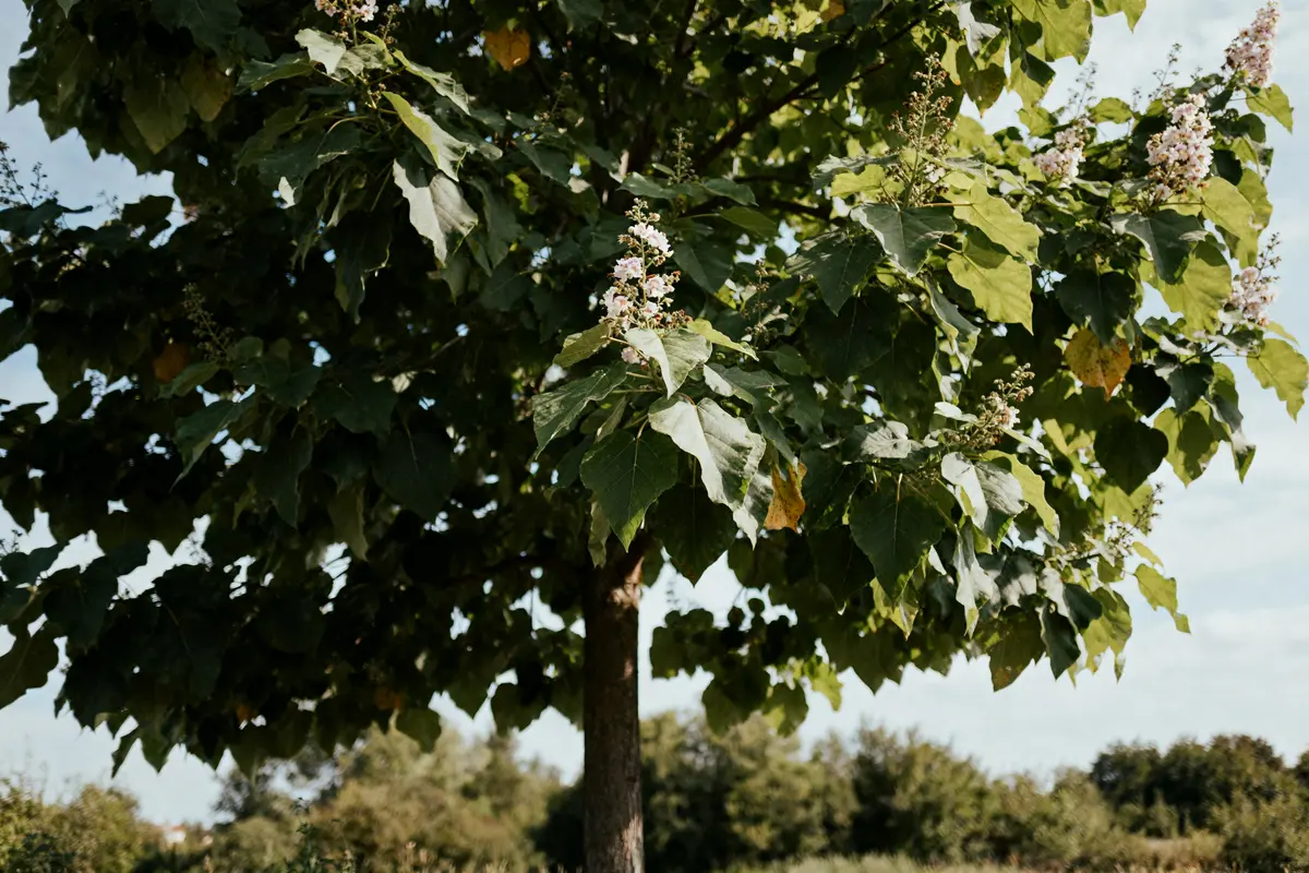 pexels-michal-pech-213601-757318 (1) Feuillage dense et fleurs blanches d'un catalpa en pleine nature verdoyante