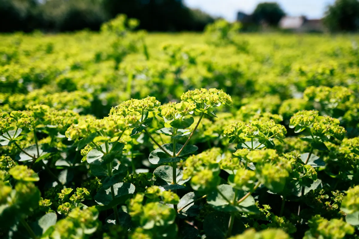 pexels-michal-pech-213601-757318 (1) Champ verdoyant avec plantes à feuilles et petites fleurs jaunes en gros plan, ciel bleu flou en arrière-plan.