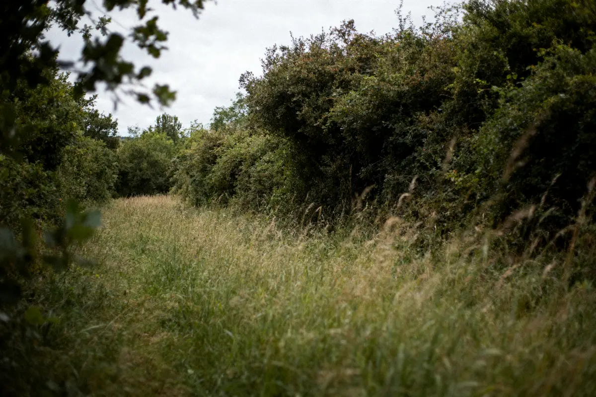 pexels-michal-pech-213601-757318 (1) Sentier herbeux entouré de buissons verdoyants sous un ciel nuageux. Atmosphère naturelle et tranquille.